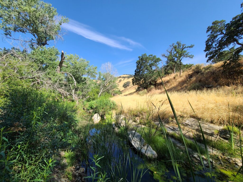 A photo taken at Save Mount Diablo's Marsh Creek 1&7 properties 