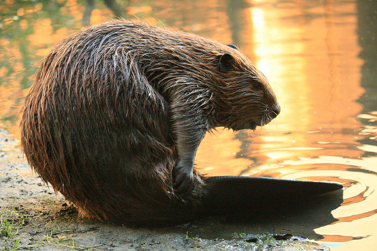 A beaver in a creek
