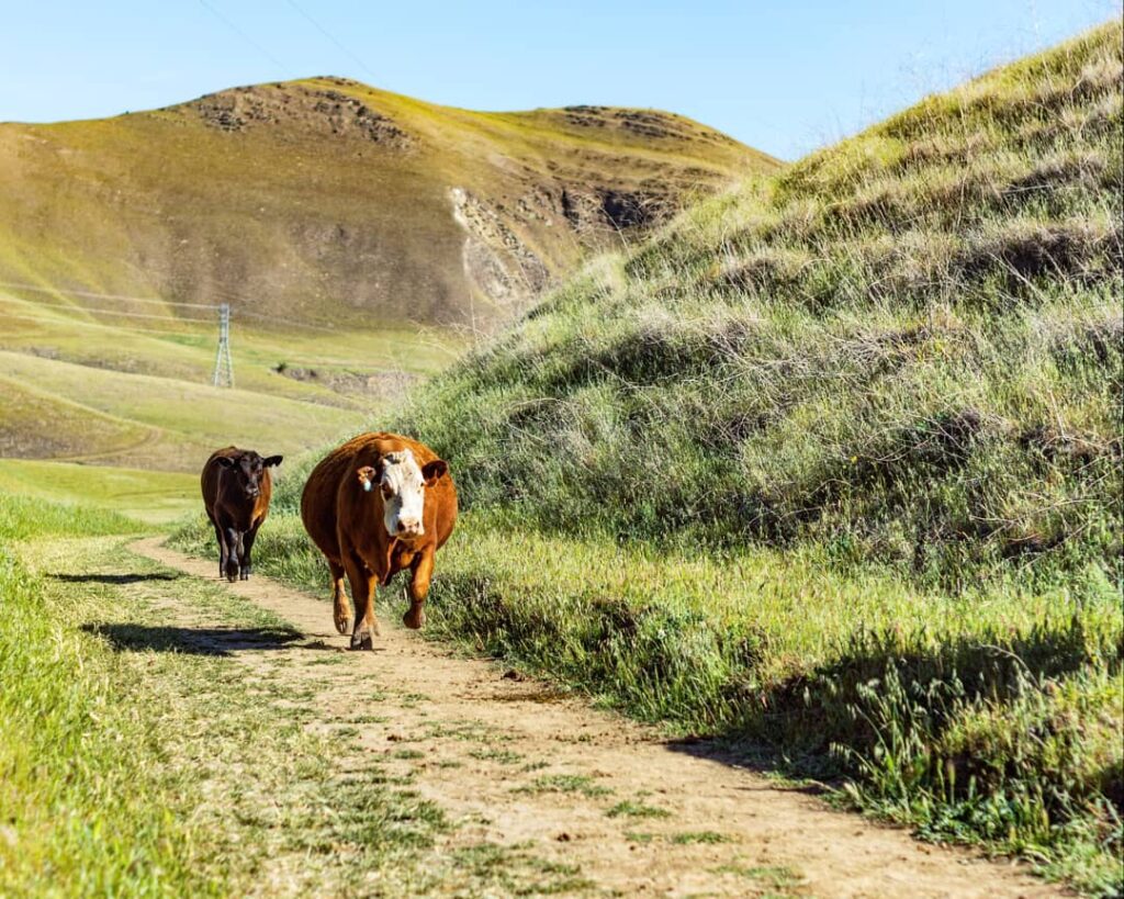 Cows running on a trail in Black Diamond Mines Regional .