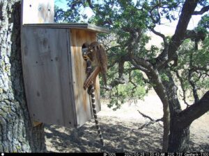 kestrels bring a king snake back to the nest box