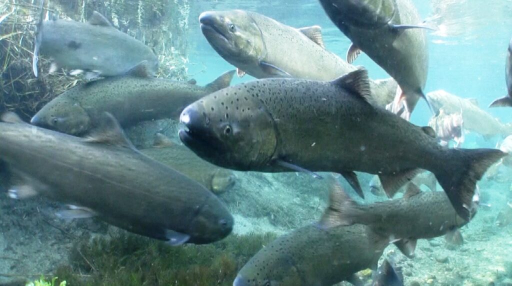 Chinook salmon returning to their ancestral stream