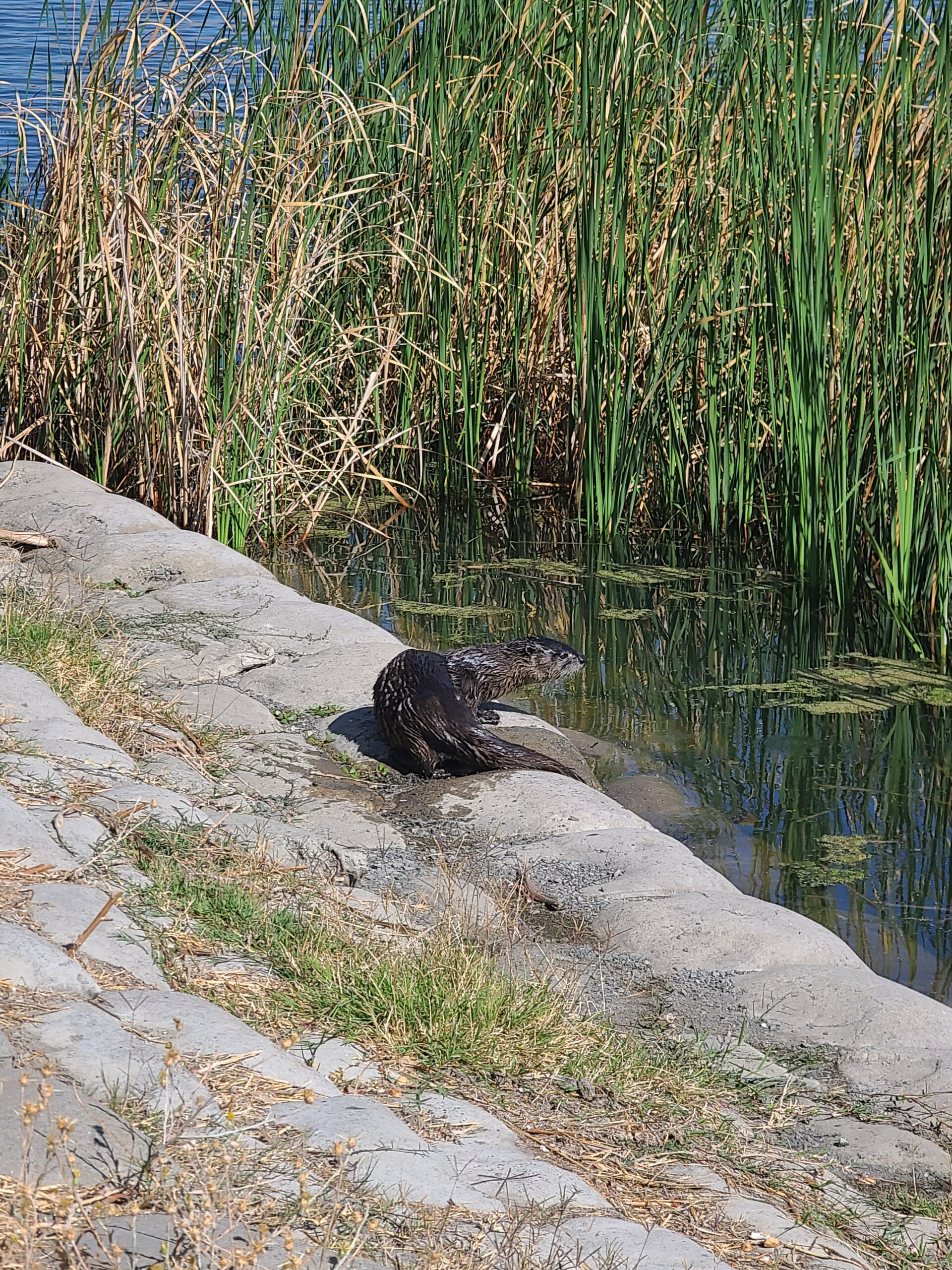 North American River Otter at Contra Loma Reservoir