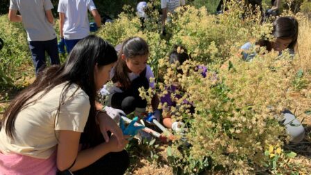 Students from the Athenian School removing perennial pepperweed at Big Bend.