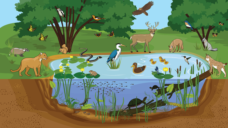 Illustration of wildlife that might live in the pond or drink its water