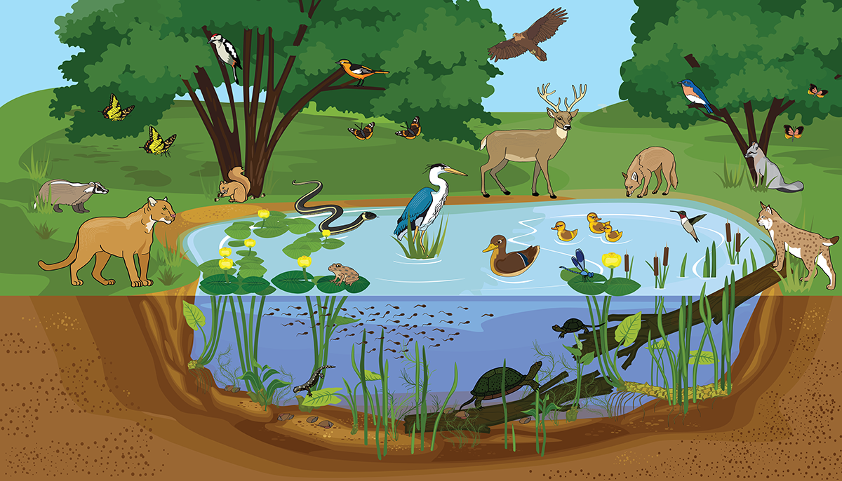 Illustration of wildlife that might live in the pond or drink its water