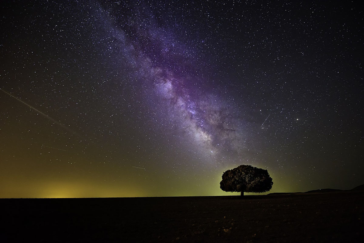 silhouette of a tree against a starry sky