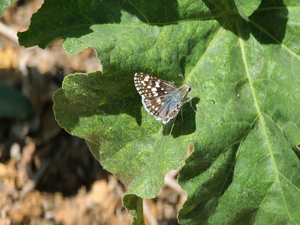A common checkered skipper rests on a castor plant.