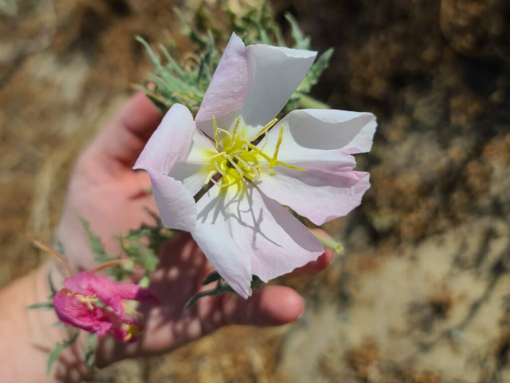 Antioch Dunes evening primrose blooms late in its season