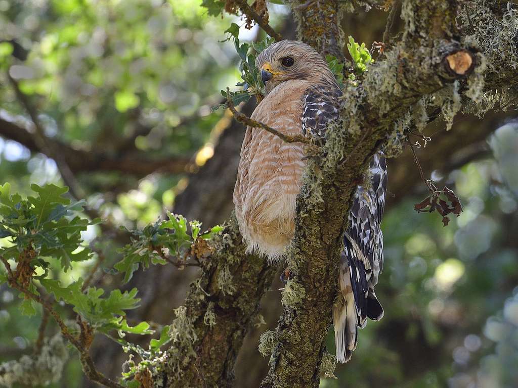 A red-shouldered hawk on a valley oak tree branch
