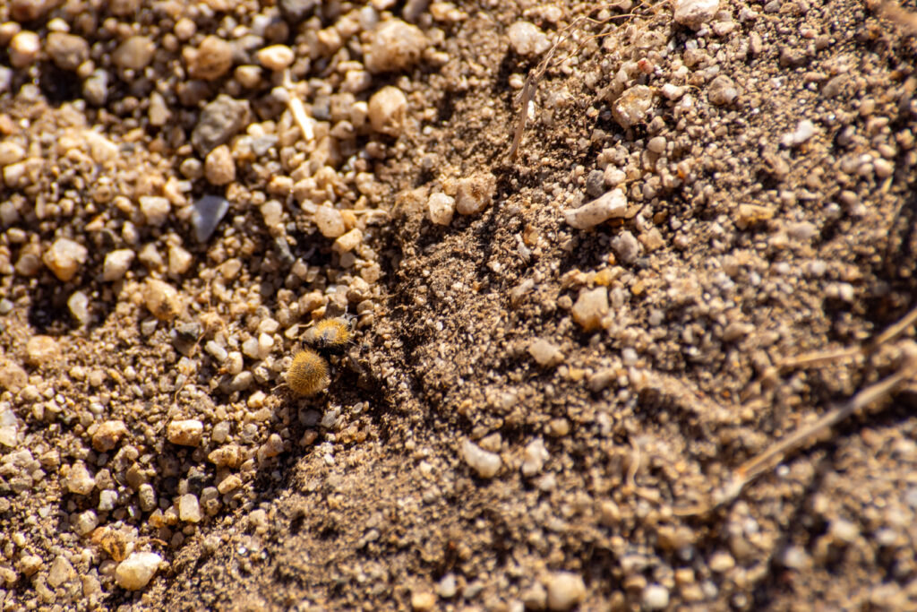 A yellow velvet ant camouflaged in the dirt