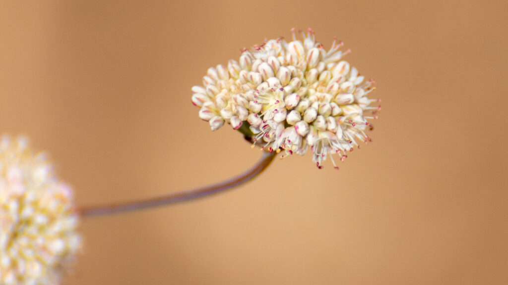 Naked-stem buckwheat flower umbel