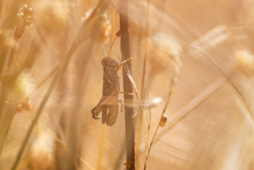 A grasshopper on a buckwheat stem
