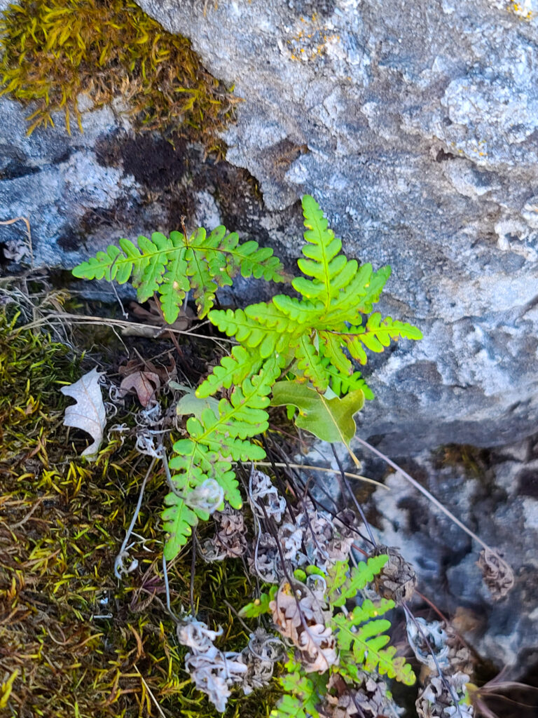 A goldback fern on Fremont peak