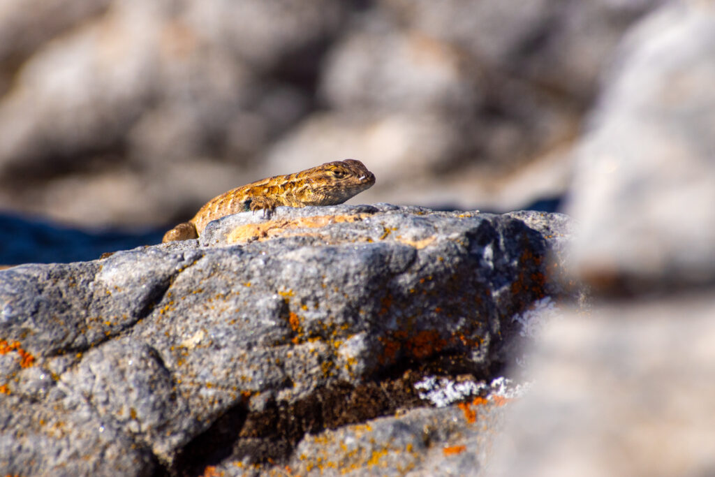 A fence lizard basking on some exposed marble