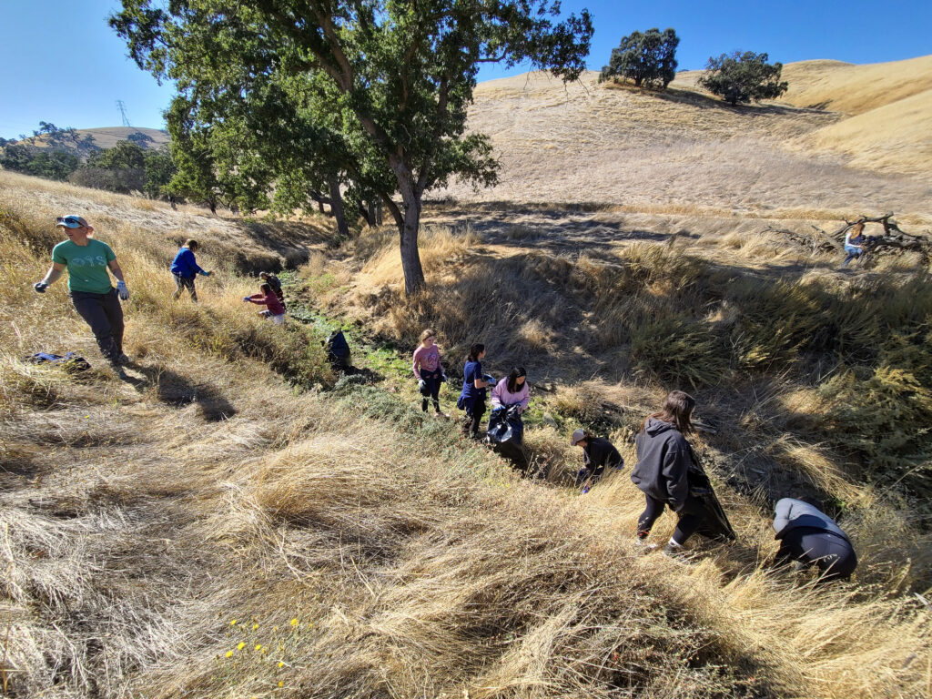 Campolindo High School students participate in removing invasive plants from Galindo Creek.