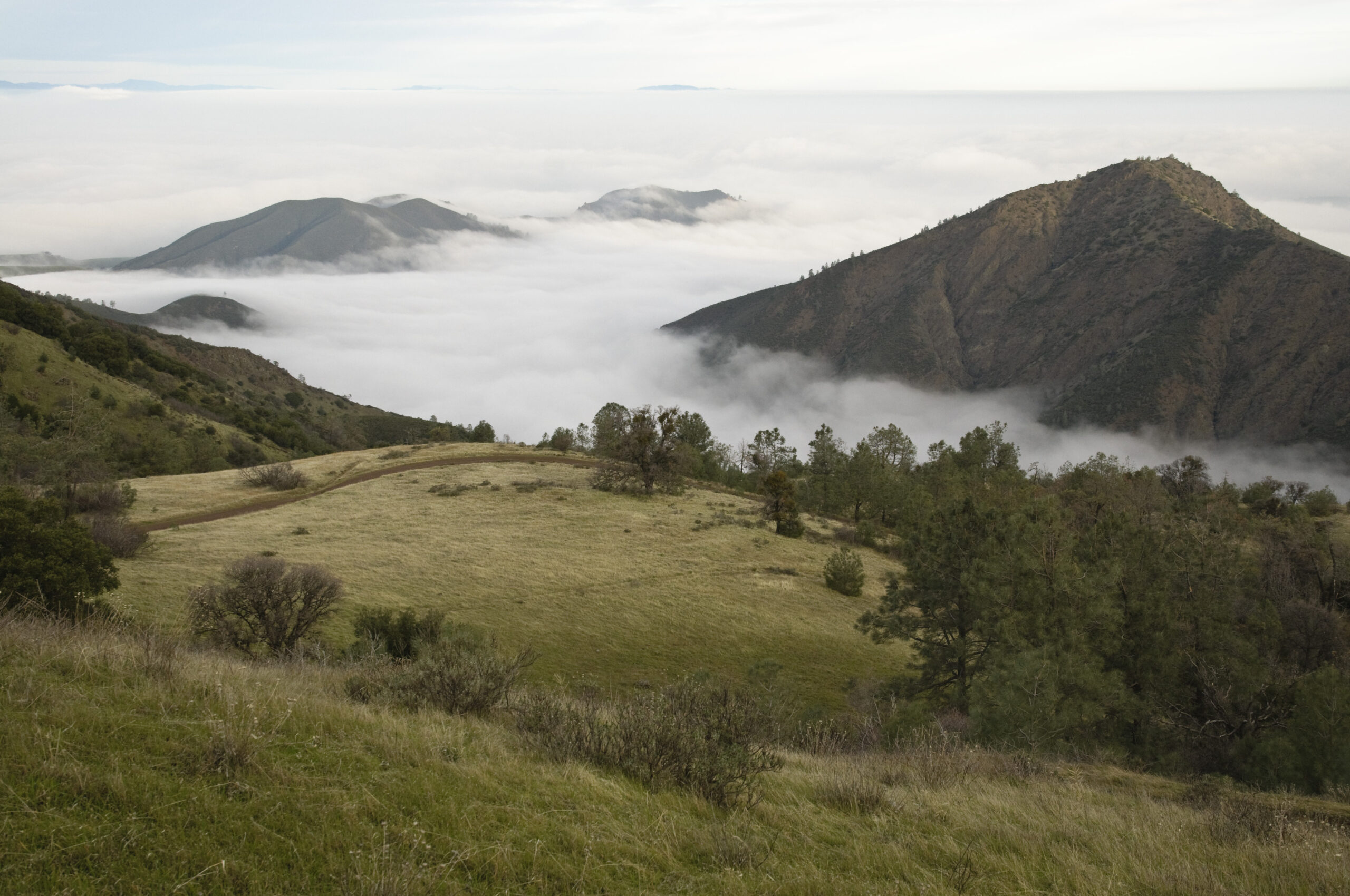 Fog blankets the area below the green and open area of Deer Flat.
