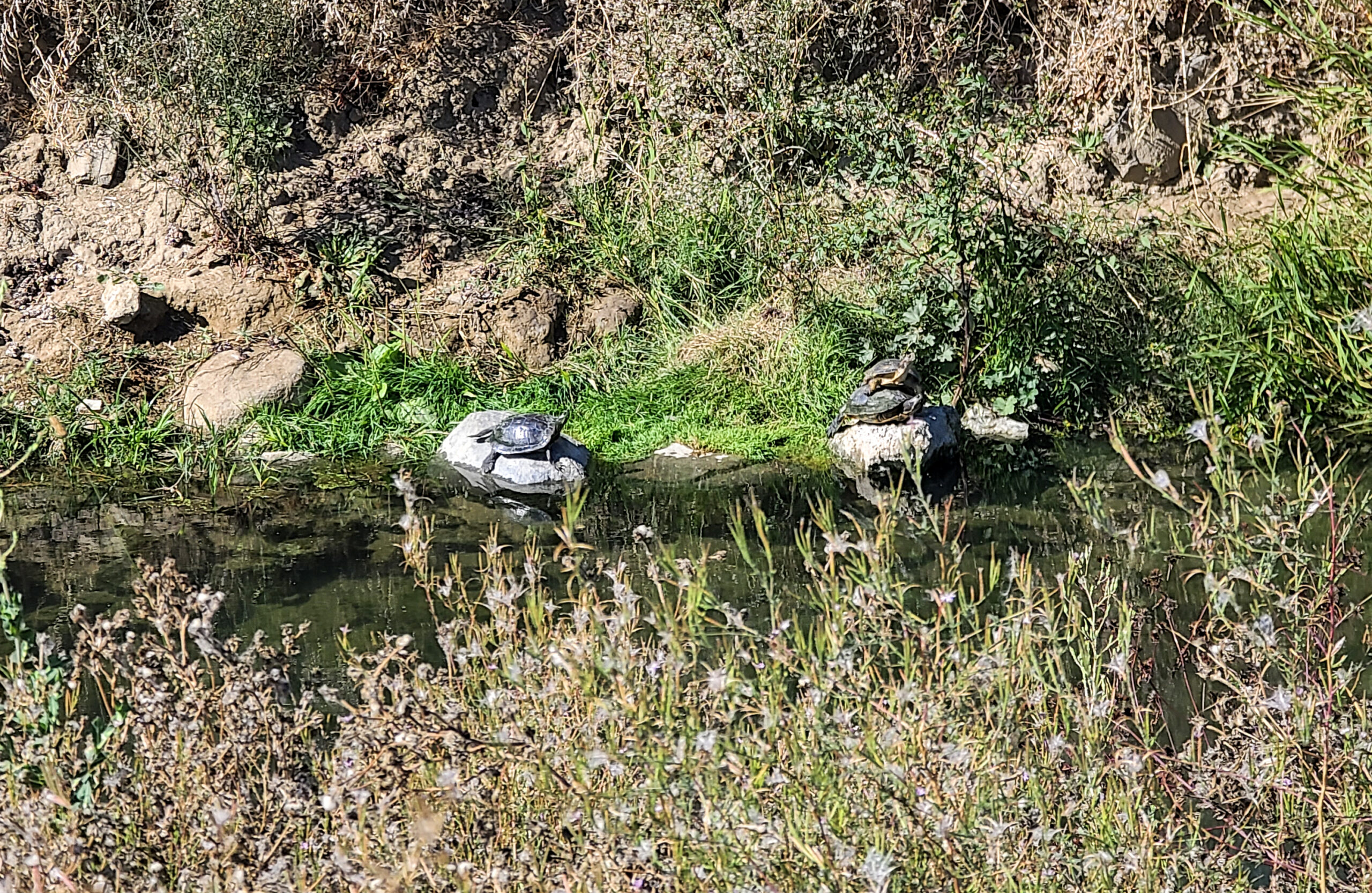 Turtles basking in the sun along the creek on rocks