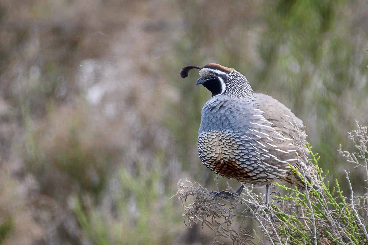 California quail at the Kern National Wildlife Refuge