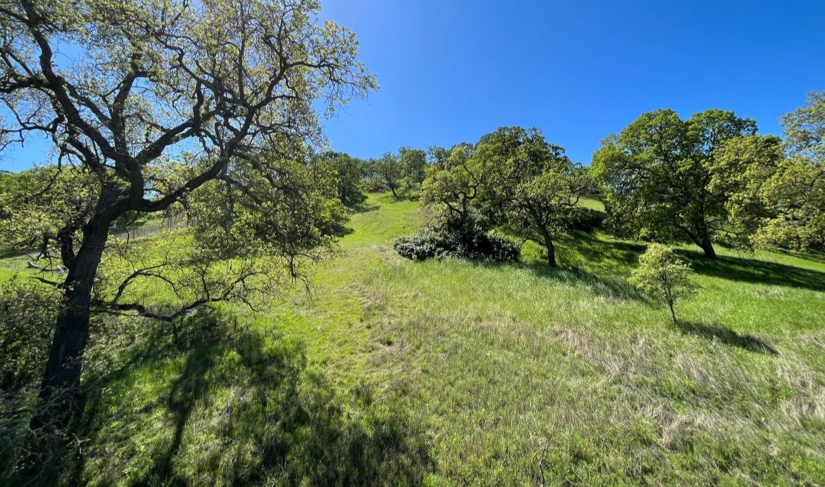 a green hill with oak trees