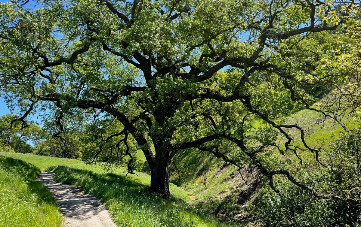 a single track trail crossing under an oak tree with green grass on either side