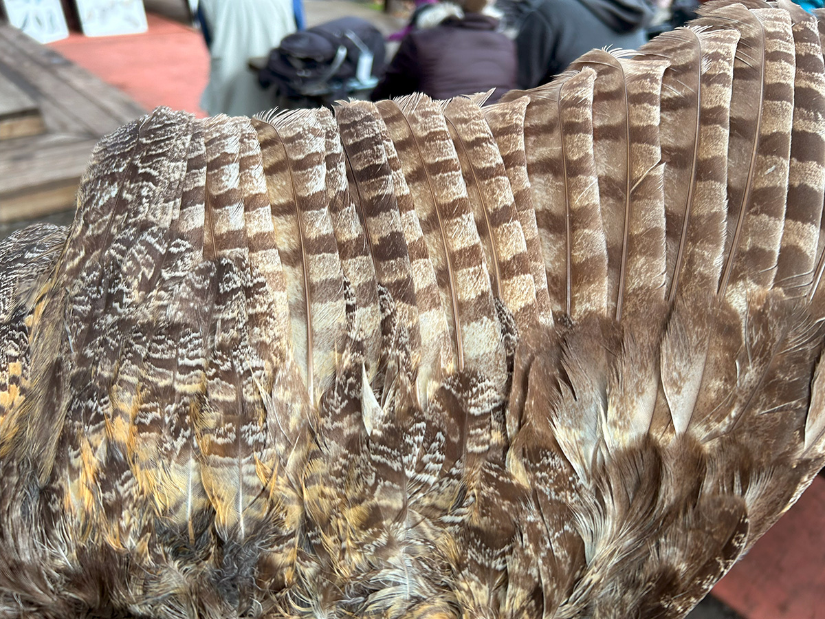 peregrine falcon wing