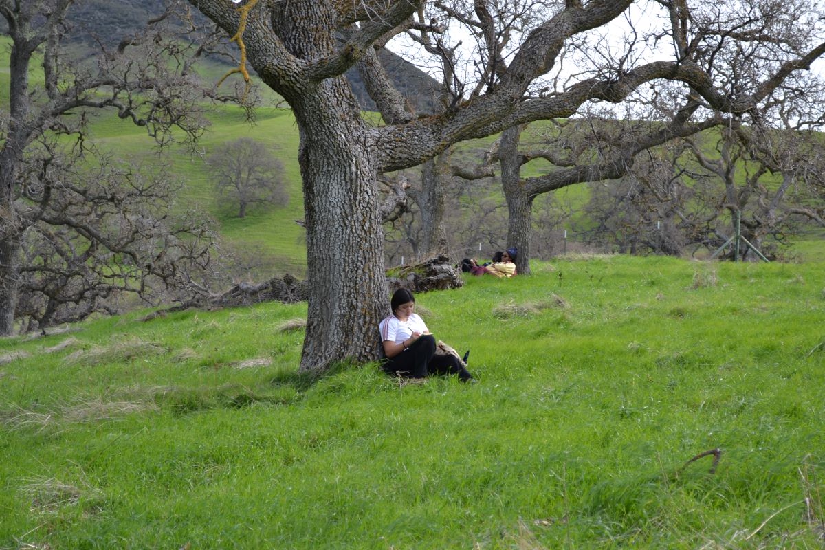 students sit under oak trees and journal
