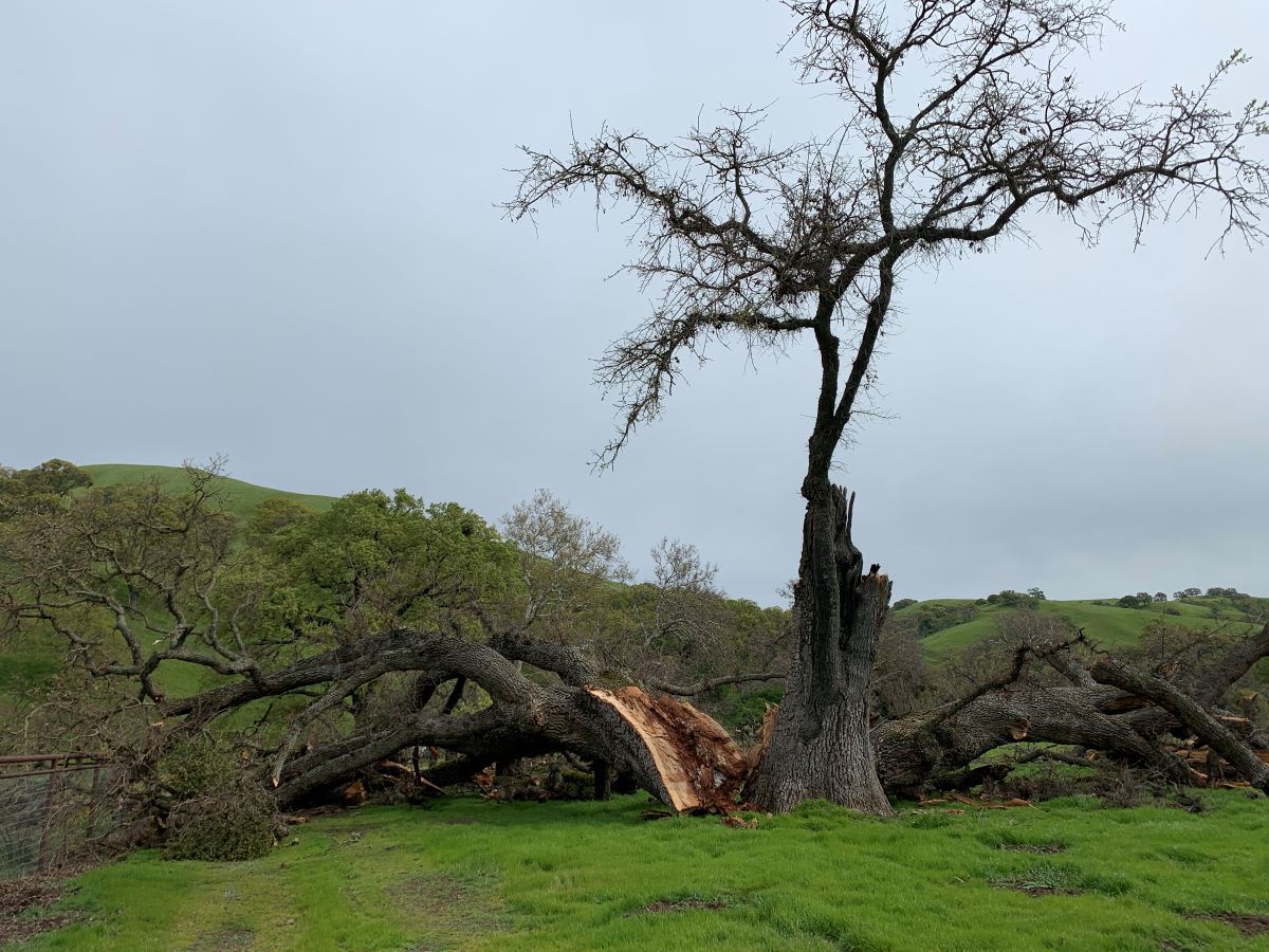 fallen valley oak