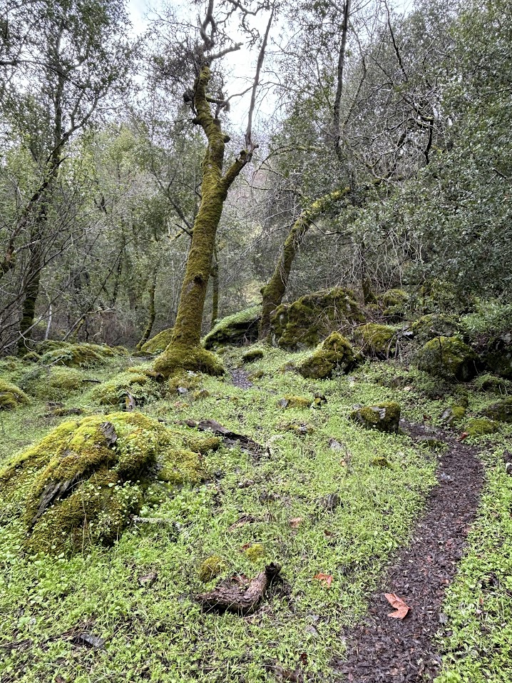 A footpath in the lushly green Ohlone Wilderness