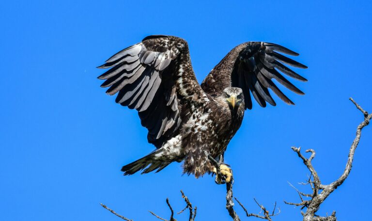 juvenile bald eagle