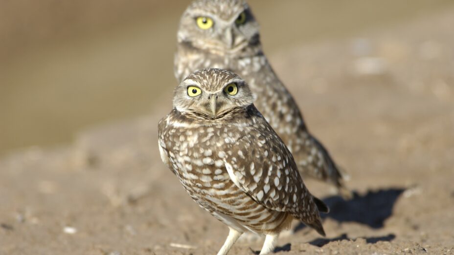 Burrowing owls guard a den