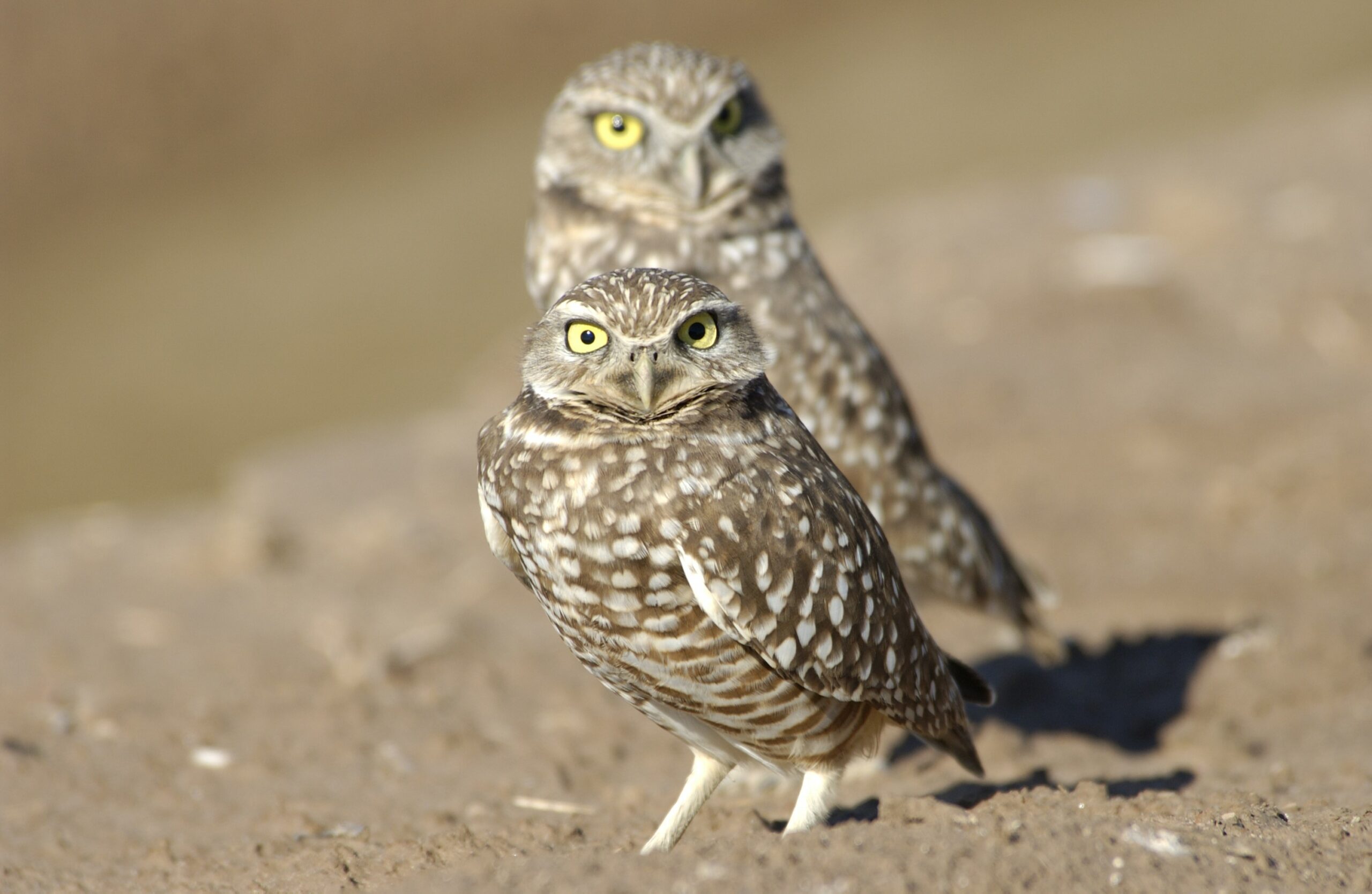 Protecting Burrowing Owls up and down the Diablo Range and Beyond ...