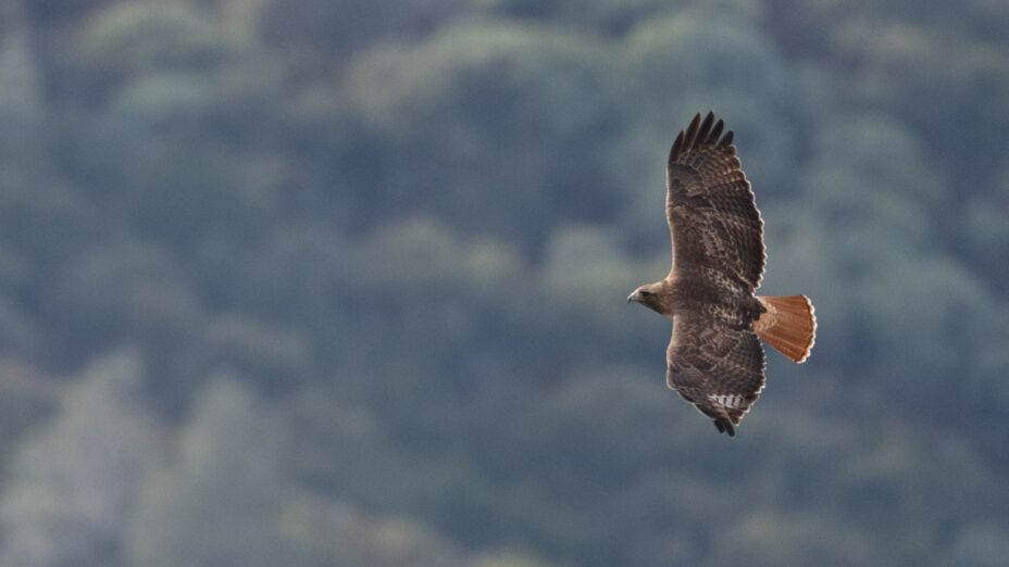 red tailed hawk