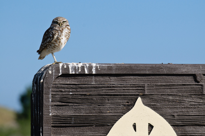An owl perched on a EBRPD sign.