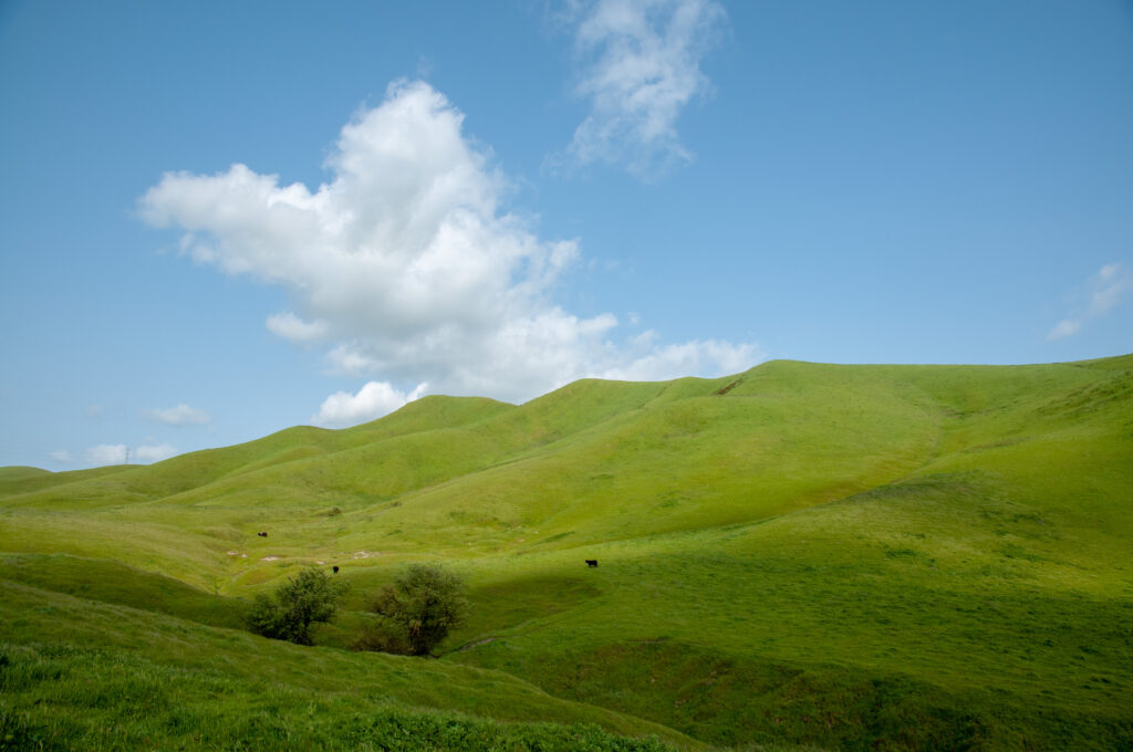 Cottonwood Creek runs through the green hills of the East Bay Regional Park District's Doolan Canyon Property.