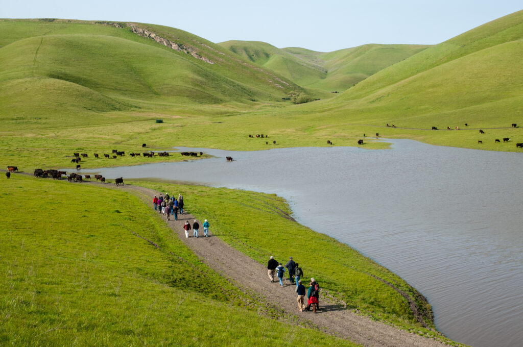 Cottonwood Creek runs through the green hills of the East Bay Regional Park District's Doolan Canyon Property.