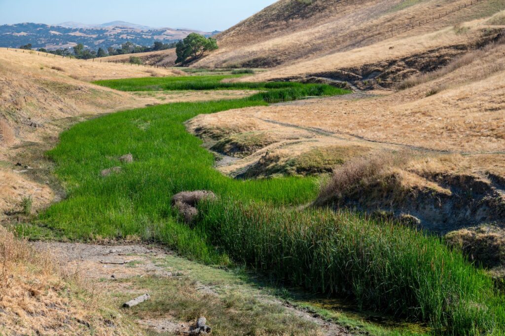 Cottonwood Creek is a vein of green among the golden hills.