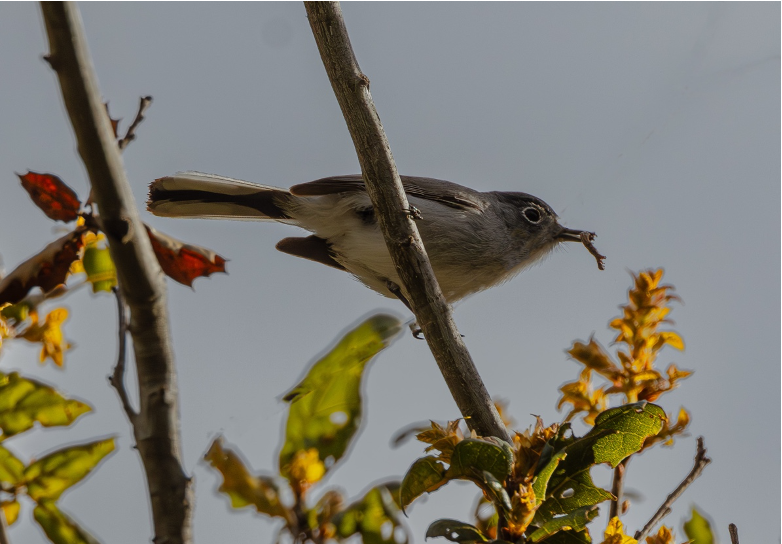 blue-grey gnatcatcher