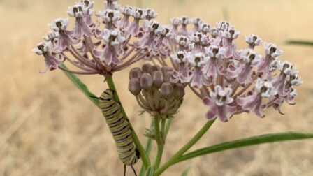 Monarch caterpillar on narrowleaf milkweed at the Rideau property.