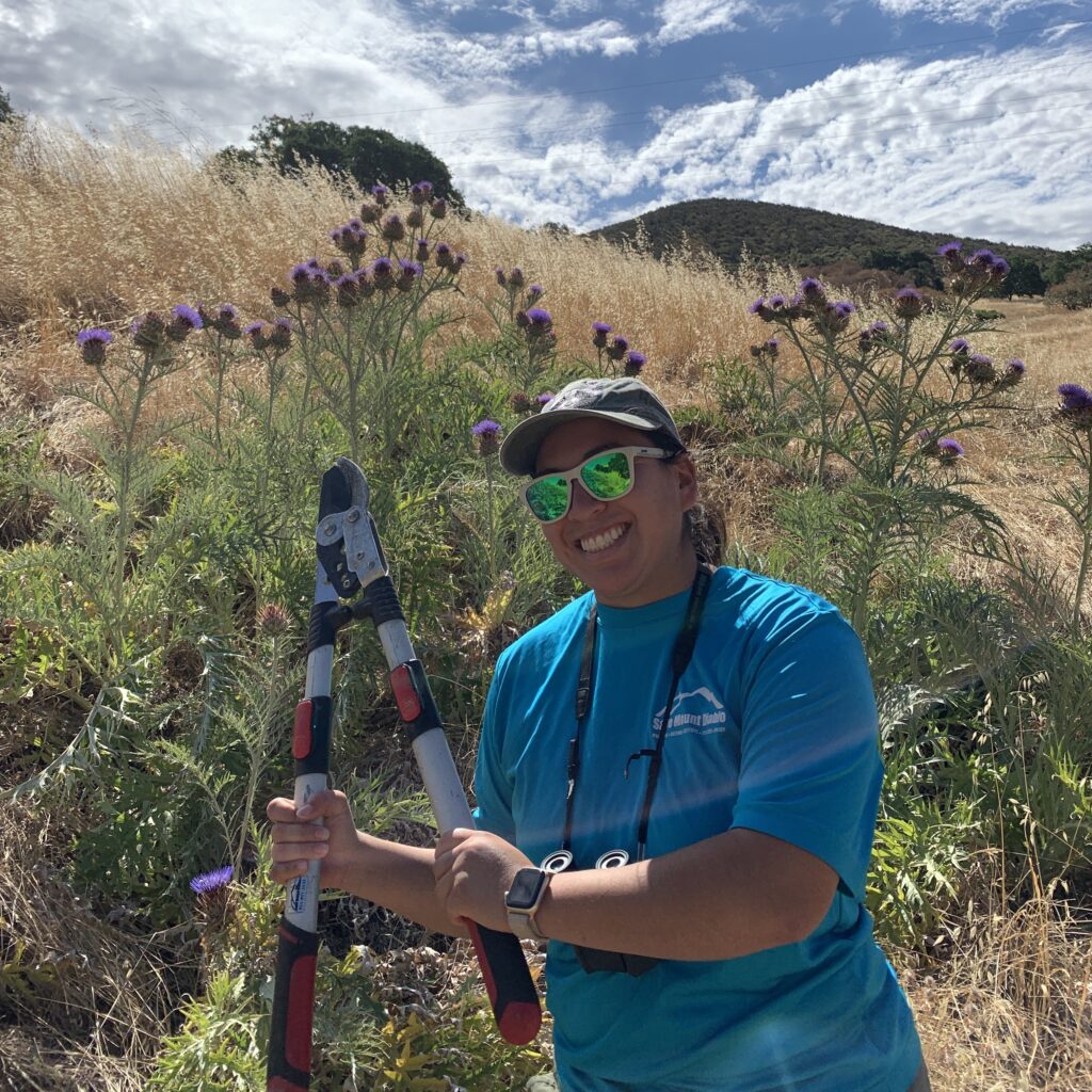 removing artichoke thistle