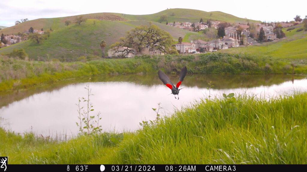 game camera photo of a red winged black bird