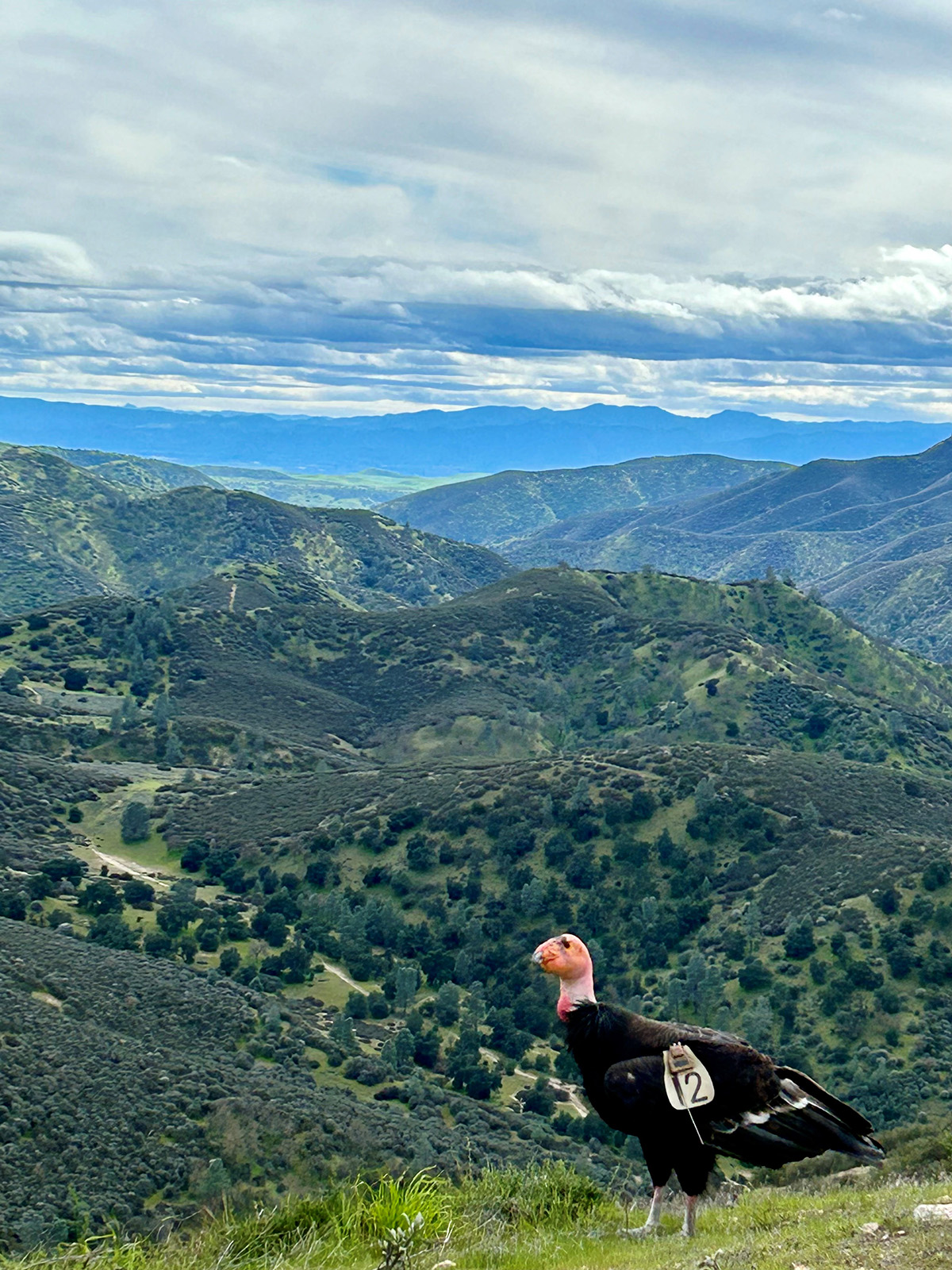 Condor 912 is one of the California condors that flew to the Mount Diablo region on August 18