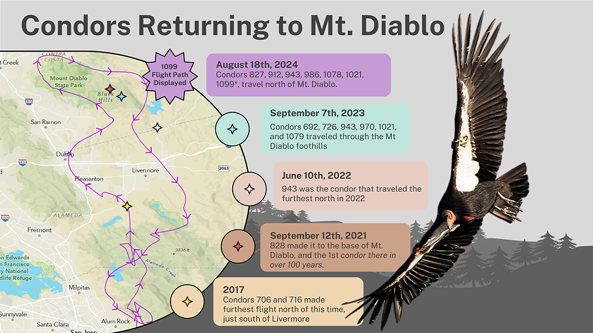 Which California condors have been returning to Mount Diablo