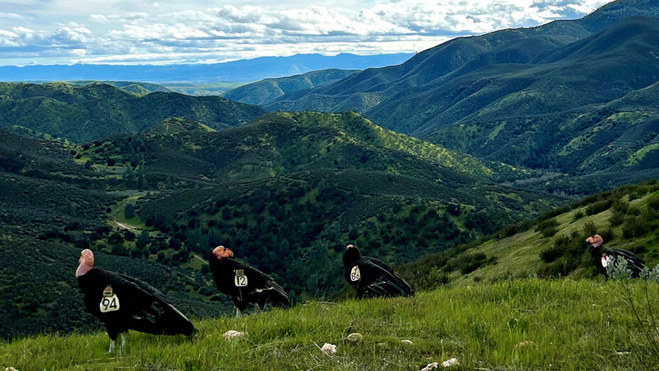 California condors at Pinnacles National Park