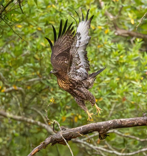 Juvenile red tailed hawk