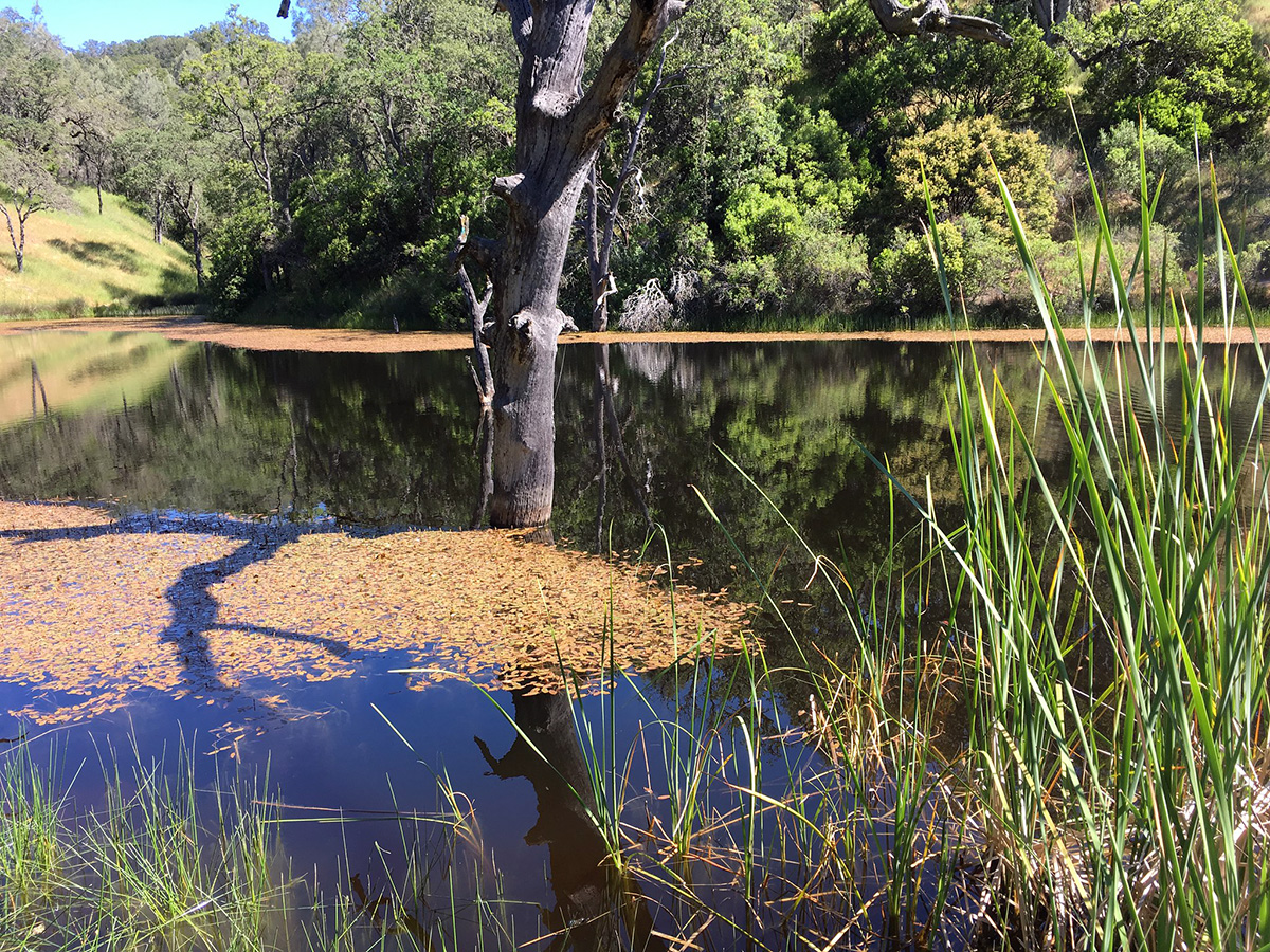 Frog Lake in Henry Coe State Park