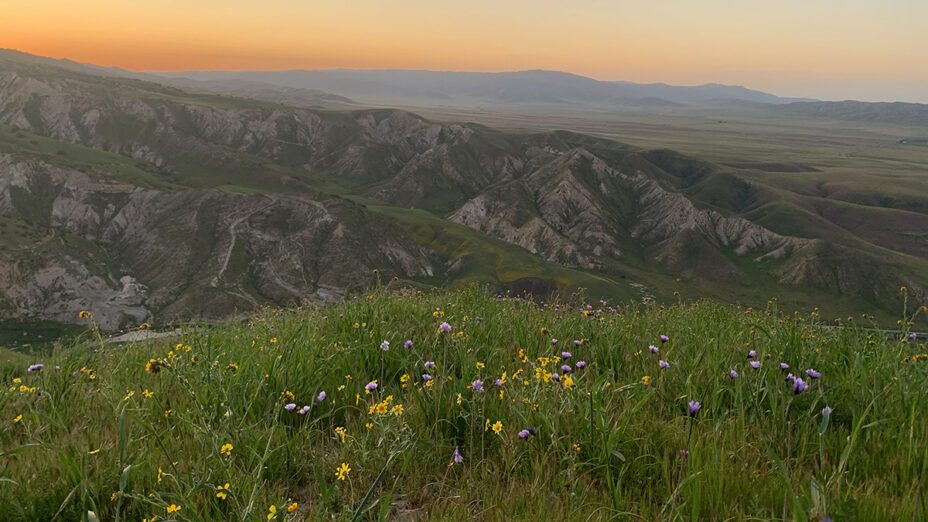 Panoche Valley and Hills wildflowers at sunset