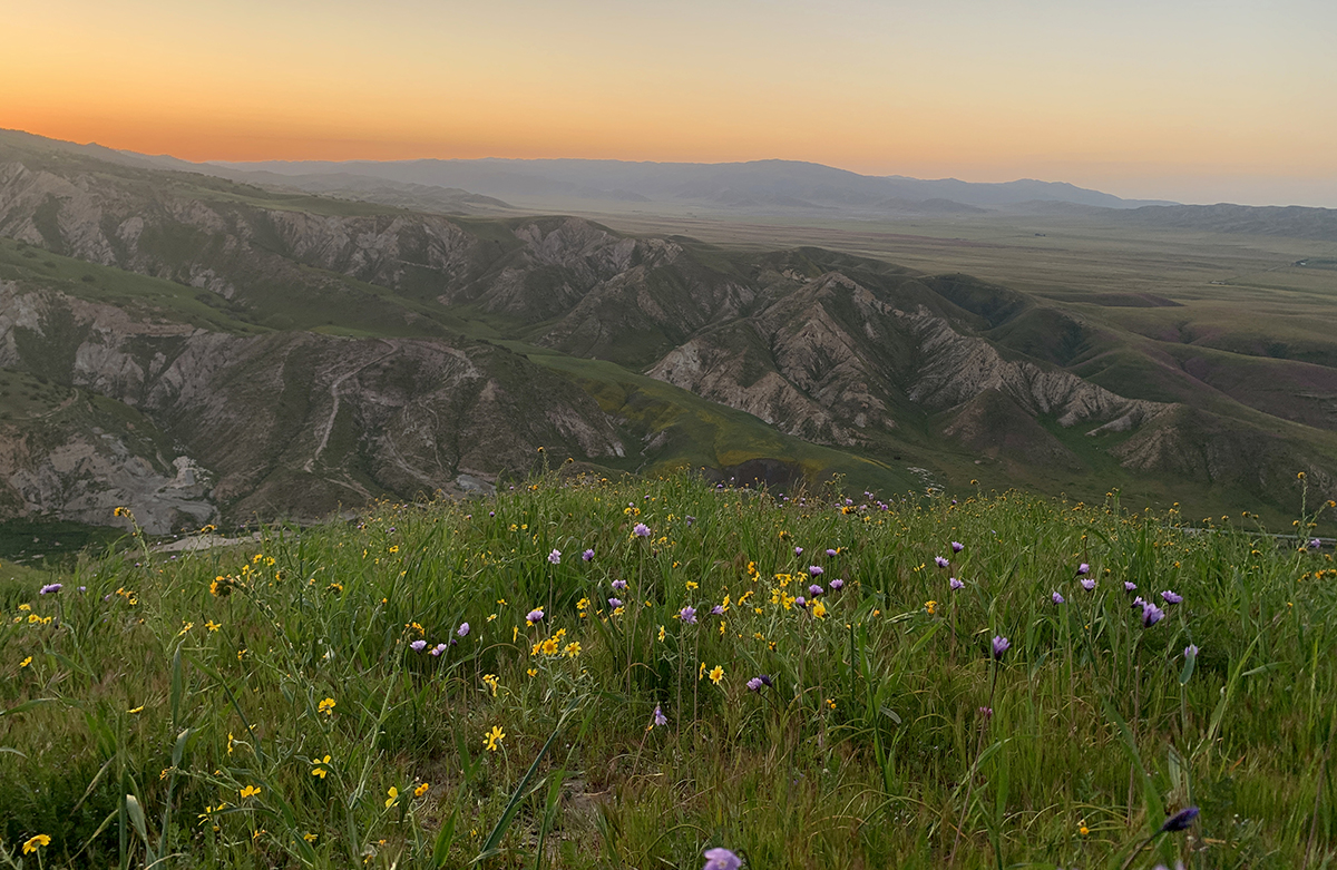 Panoche Valley and Hills wildflowers at sunset