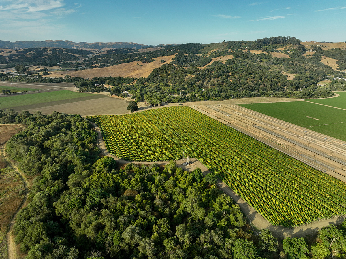 San Benito County farmland at the confluence of the San Benito and Pajaro Rivers