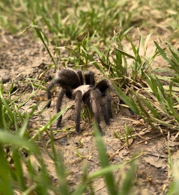 tarantula trek