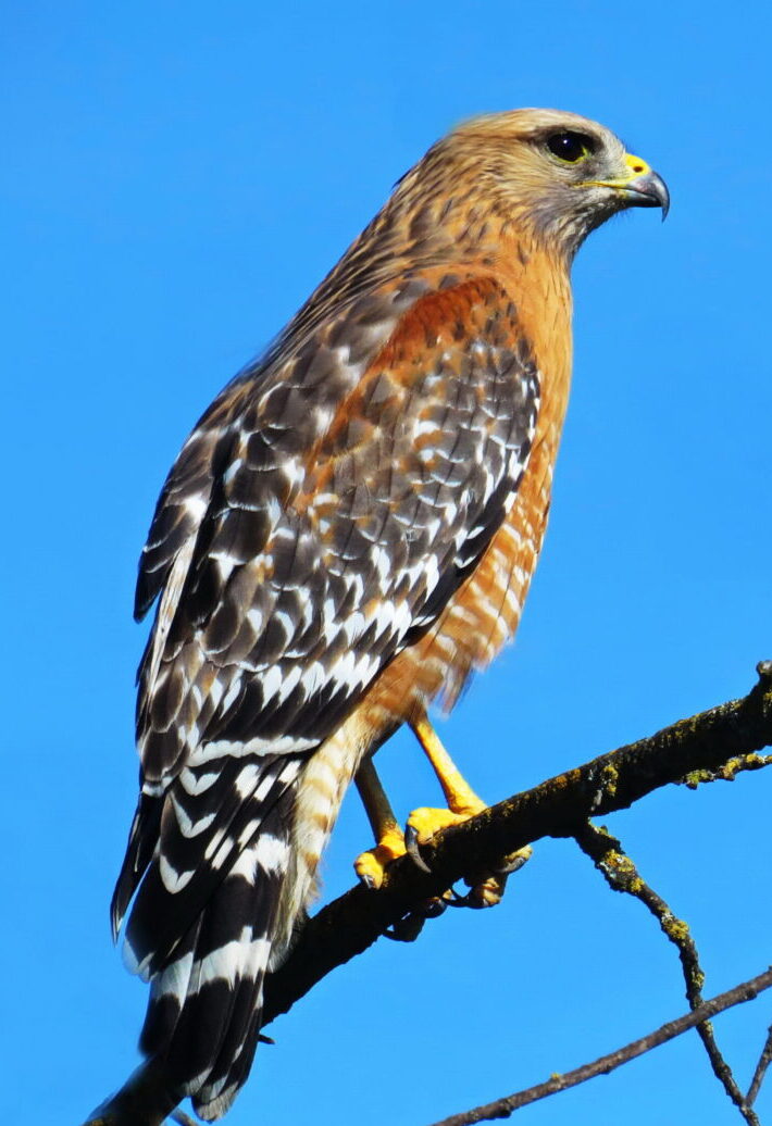 red-shouldered hawk